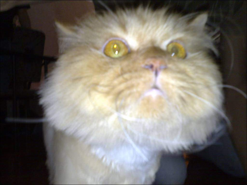Kwok de dierenvriend
