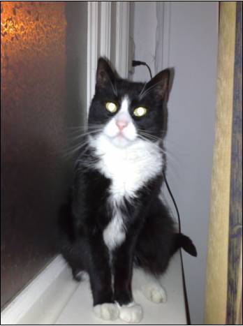 Willem is ook een nieuwsgierige kat